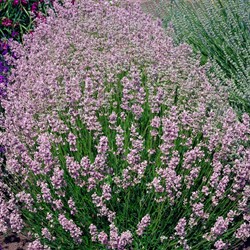 Lavender Rosea - Lavandula (Six pack)