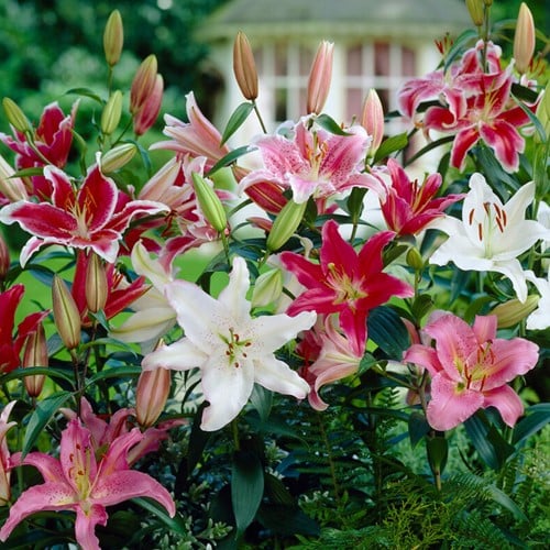 Lily Parfum Mix - Lilium