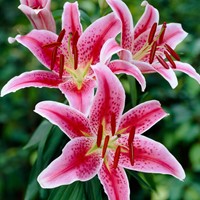 Lilium Oriental Stargazer