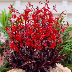 Lobelia fungens Queen Victoria (Hummingbird!)