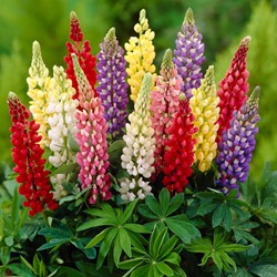 Lupins Mixed - Lupinus