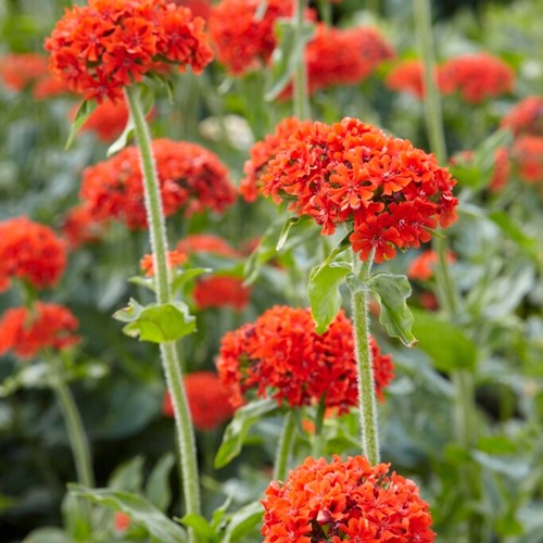 Lychnis chalcedonica - Rose Campion (Three-pack)