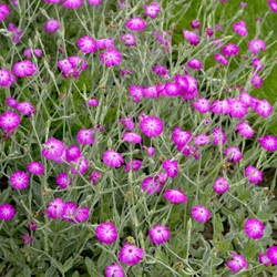 Lychnis Coronaria - Rose Campion