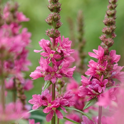 Lythrum Salicaria Robert - Purple Loostrife (Six pack)
