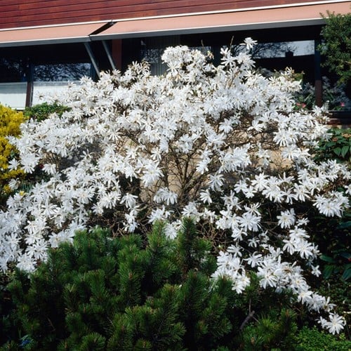 The Star Magnolia - Magnolia Stellata
