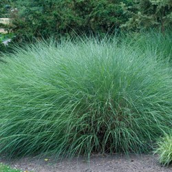 Chinese Silver Grass Gracillimus - Miscanthus Sinensis
