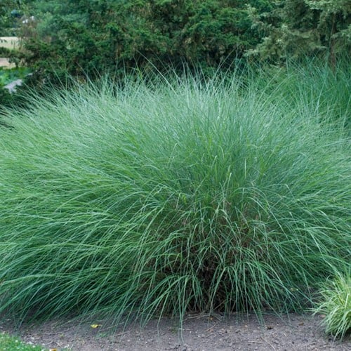 Chinese Silver Grass Gracillimus - Miscanthus Sinensis