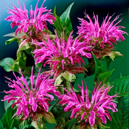 Bee Balm Prärienacht - Monarda (Six-pack)