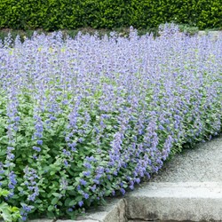 Catmint Six Hills Giant - Nepeta faassenii