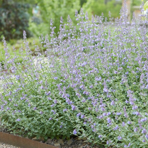 Nepeta Walker's Low - Catnip (Six pack)
