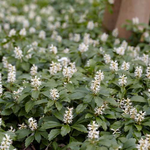 Japanese Spurge Green Carpet - Pachysandra Terminalis