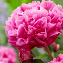 Peony Red/Pink  - Kansas