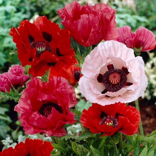 Papaver orientalis Mix - Oriental Poppy