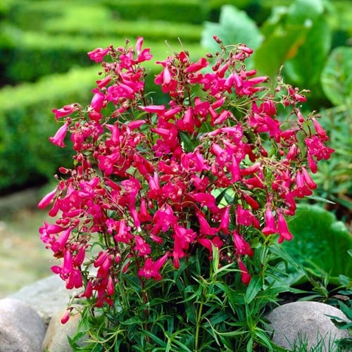 Beard Tongue Garnet - Penstemon