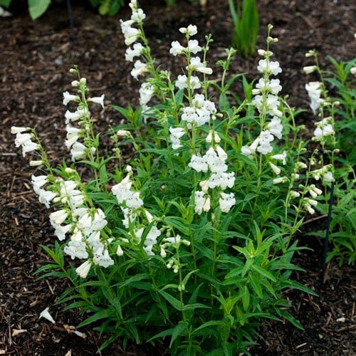 Penstemon White Bedder – Beard Tongue