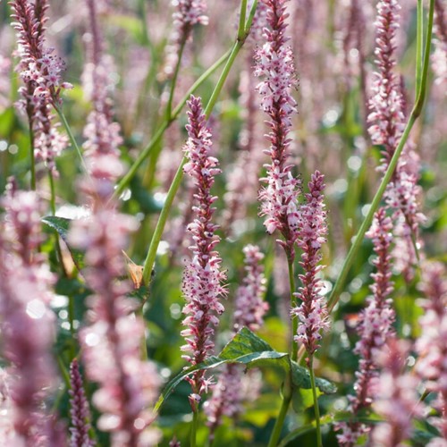 Persicaria amplexicaulis Rosea - Knotweed