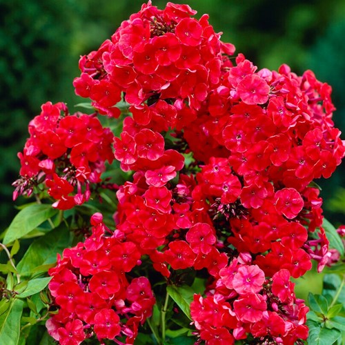 Phlox paniculata Orange Perfection - Garden phlox