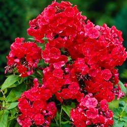 Phlox paniculata Orange Perfection (Three-pack)