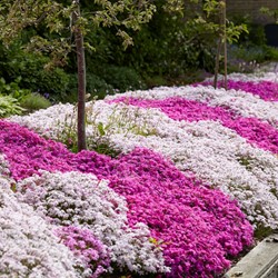 Phlox Subulata Mix - Creeping Phlox (Three-pack)