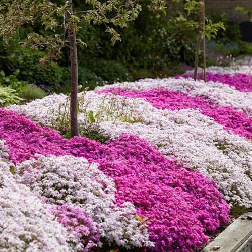Phlox Subulata Mix - Creeping Phlox (Three-pack)
