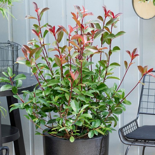 Photinia fraseri Red Robin