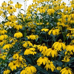 Zonnehoed Herbstsonne - Rudbeckia nitida (Sixpack)