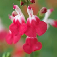 Sage - Salvia microphylla Hot Lips - (Six-pack)