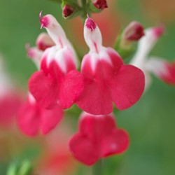 Sage - Salvia microphylla Hot Lips - (Six-pack)
