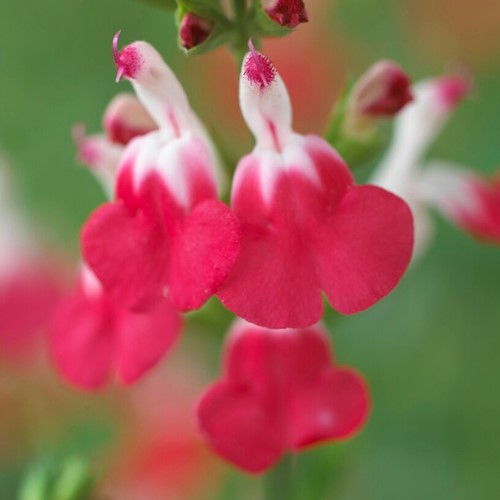 Sage - Salvia microphylla Hot Lips - (Six-pack)