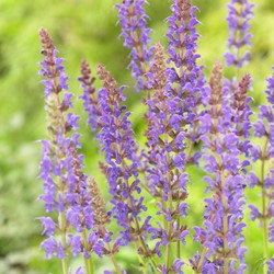 Sage Mainacht - Salvia Nemorosa (Three-pack)