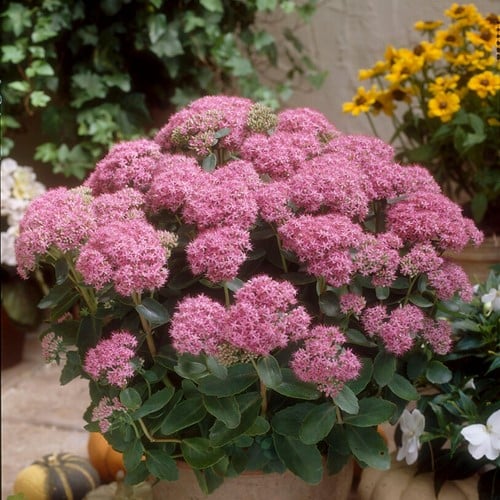 Pink Stonecrop Brillant - Sedum Spectabile