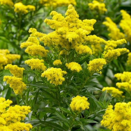 Solidago Goldkind - Goldenrod