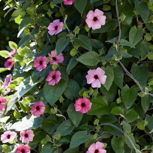 Black-eyed Susan Pink – Thunbergia alata