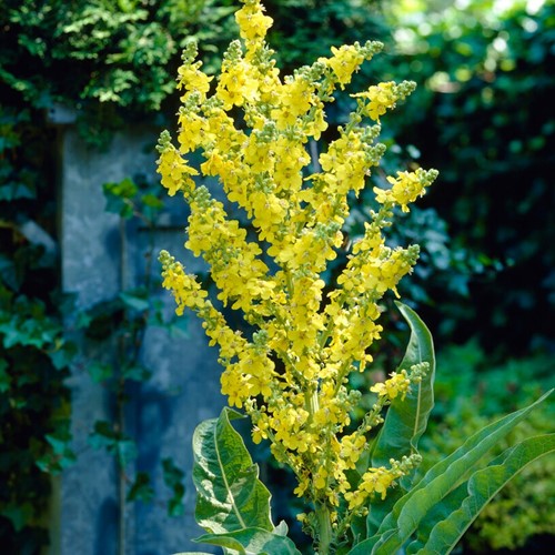 Verbascum Olympicum (Pot plant)