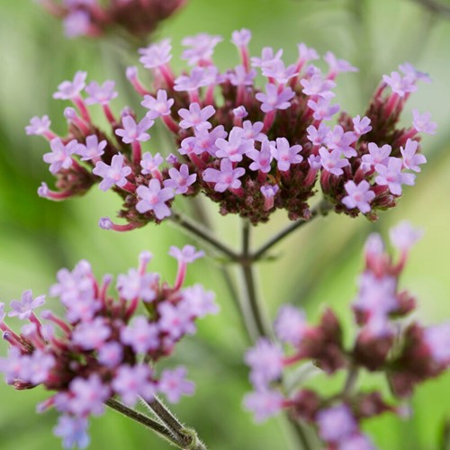 Purpletop Vervain Lollipop - Verbena  Six-pack