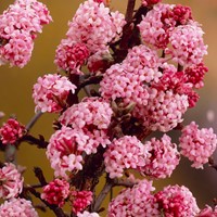 Viburnum Bodnantense Dawn
