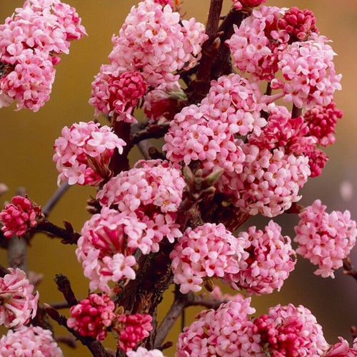Viburnum Bodnantense Dawn