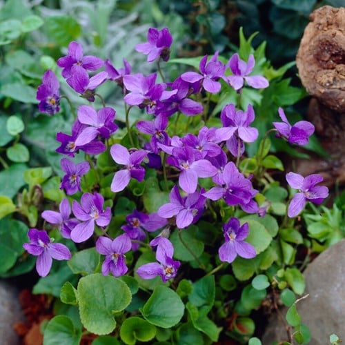 Viola Odorata Königin Charlotte - Violet