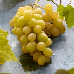 Grape Bianca - Vitis Vinifera