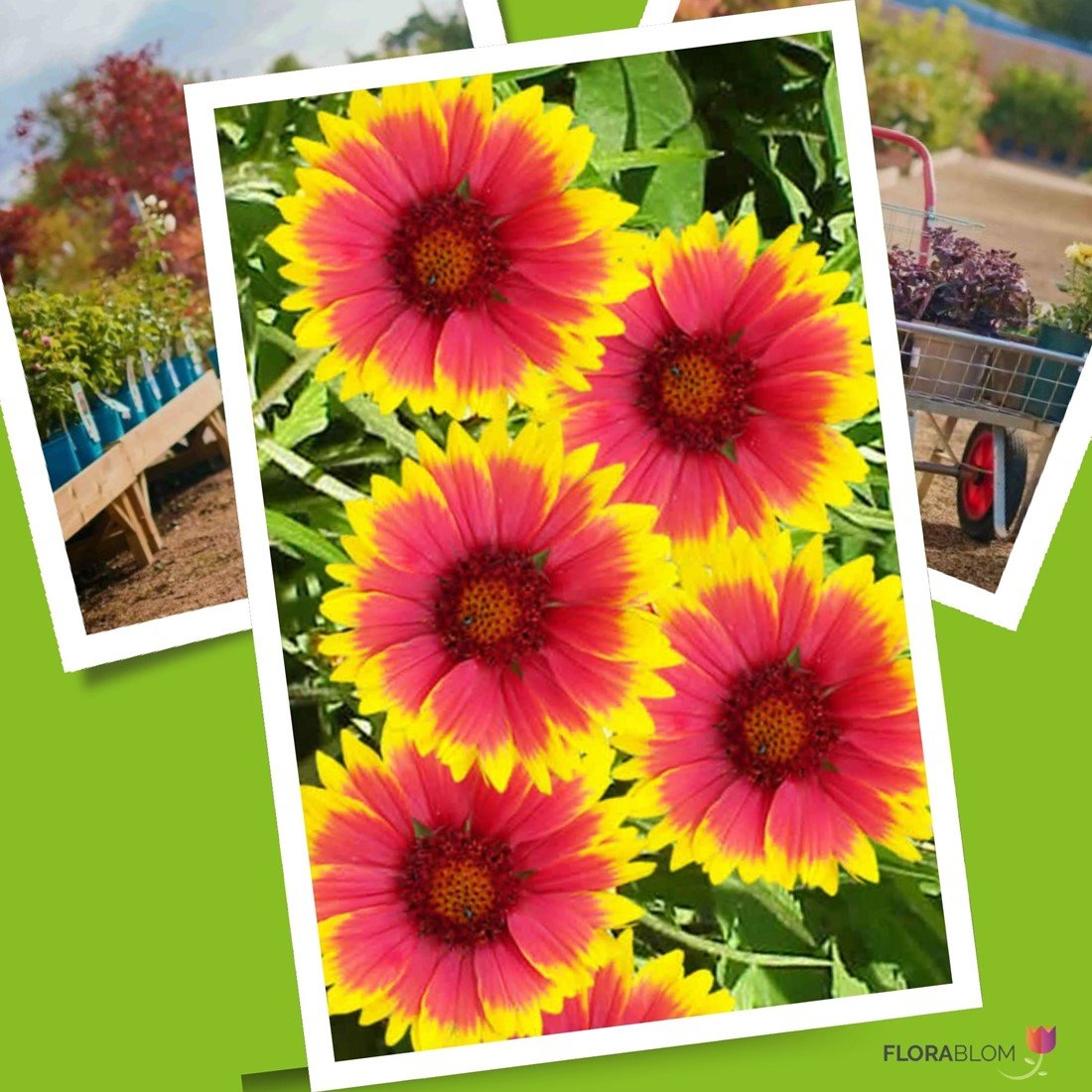 Gaillardia kobold hotsell