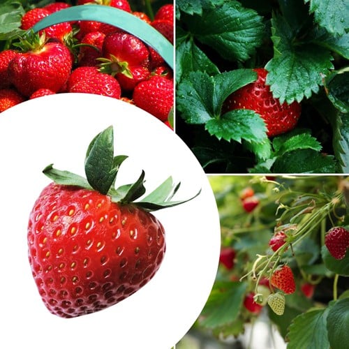 20x Strawberry plants Korona – Fragaria