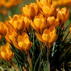 Crocus Orange Monarch
