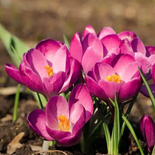 Crocus tommasinianus Roseus (Large Pack)