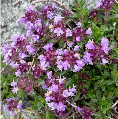 Thymus praecox Purple Beauty - Thyme