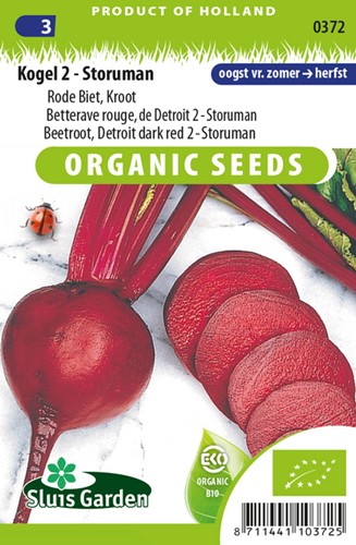 Beetroot, Red Gardenbeet Detroit dark red 2 Storuman EKO