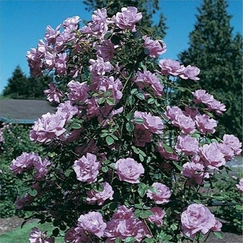 Climbing roses discount for sale