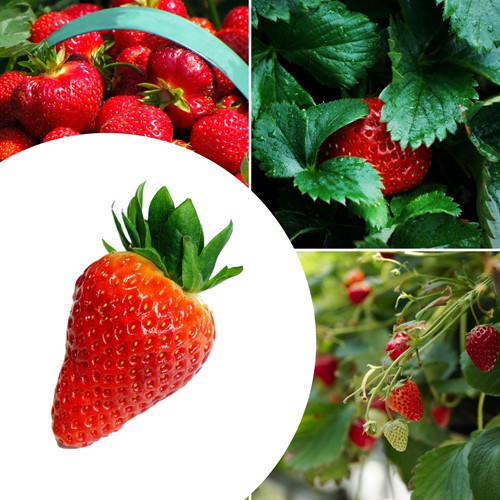 20x Strawberry plants Lambada – Fragaria