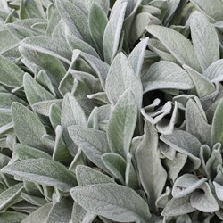 Lamb's ears Byzantina - Stachys byzantina