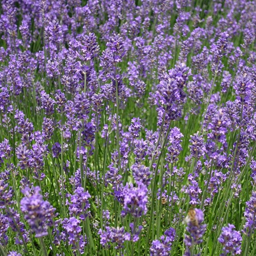 Lavender Munstead - Lavandula Angustifolia