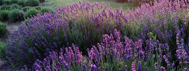 Prune lavender